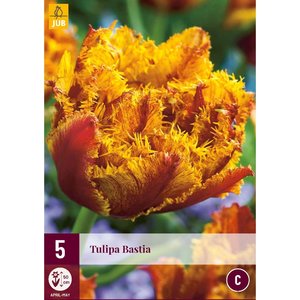 JUB Holland Tulipa Bastia