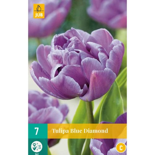 JUB Holland Tulipa Blue Diamond