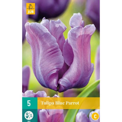 JUB Holland Tulipa Blue Parrot