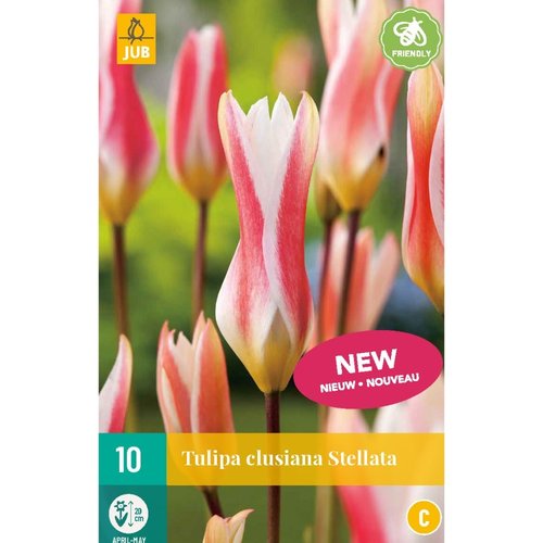 JUB Holland Tulipa clusiana Stellata