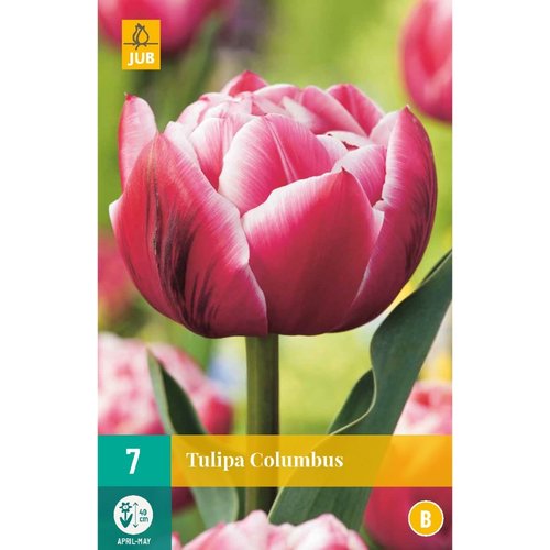 JUB Holland Tulipa Columbus