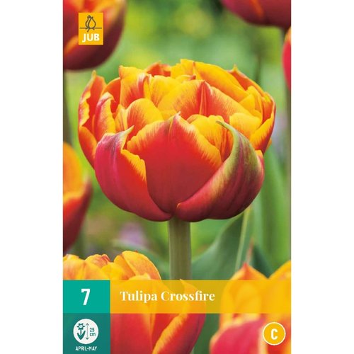 JUB Holland Tulipa Crossfire