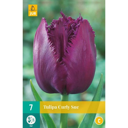 JUB Holland Tulipa Curly Sue