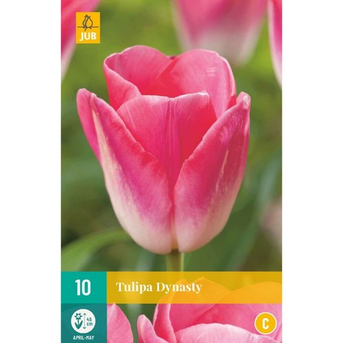 JUB Holland Tulipa Dynasty