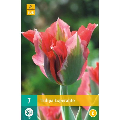 JUB Holland Tulipa Esperanto