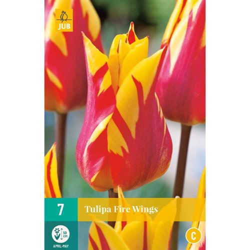 JUB Holland Tulipa Fire Wings