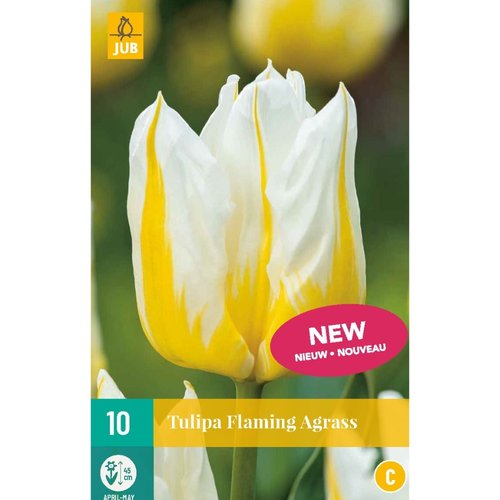 JUB Holland Tulipa Flaming Agrass