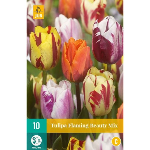 JUB Holland Tulipa Flaming Beauty Mix