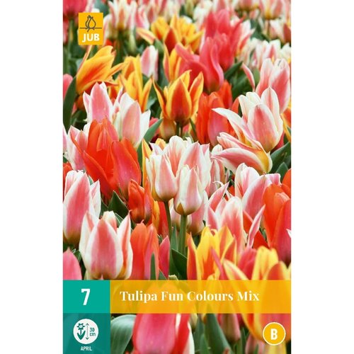 JUB Holland Tulipa Fun Colours