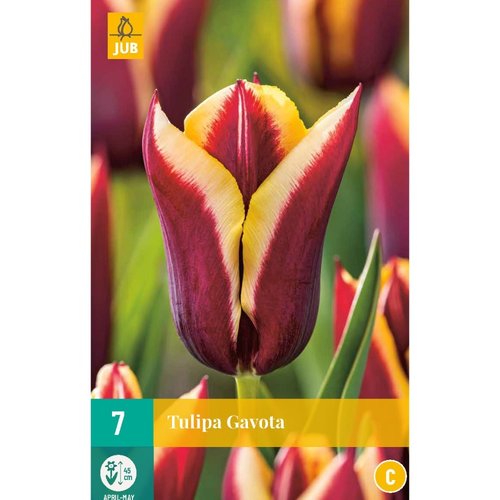 JUB Holland Tulipa Gavota