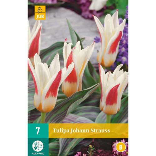 JUB Holland Tulipa Johann Strauss