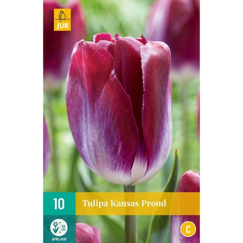 JUB Holland Tulipa Kansas Proud