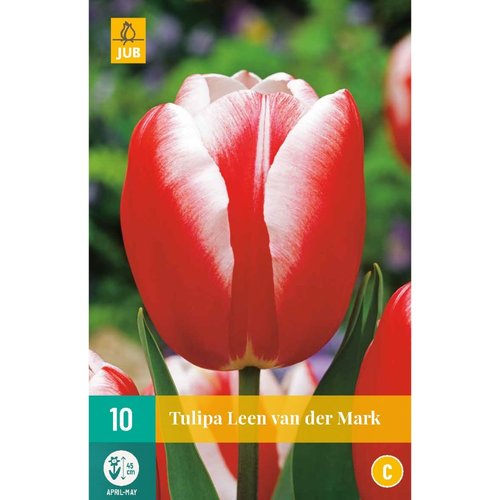 JUB Holland Tulipa Leen van der Mark