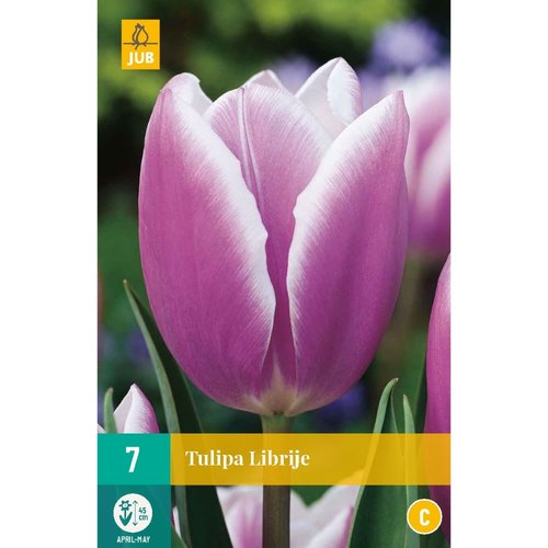 JUB Holland Tulipa Librije