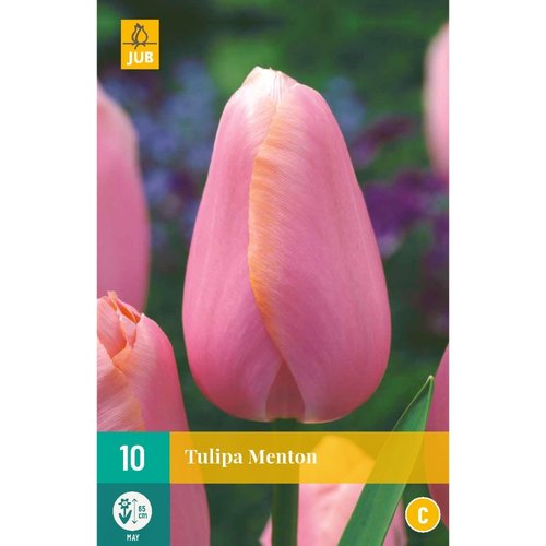 JUB Holland Tulipa Menton