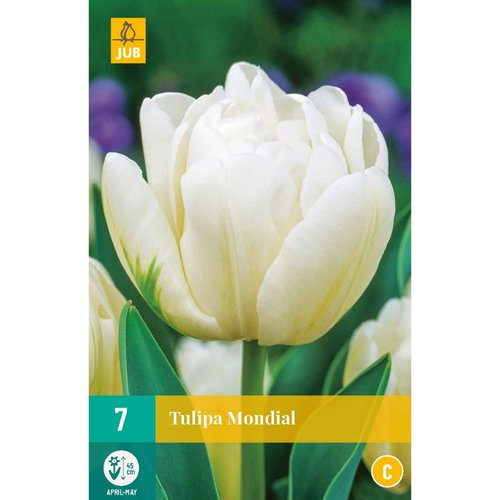 JUB Holland Tulipa Mondial