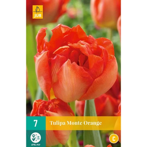 JUB Holland Tulipa Monte Orange