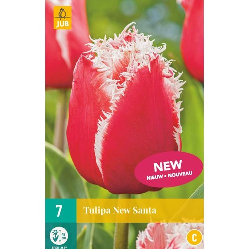 JUB Holland Tulipa New Santa