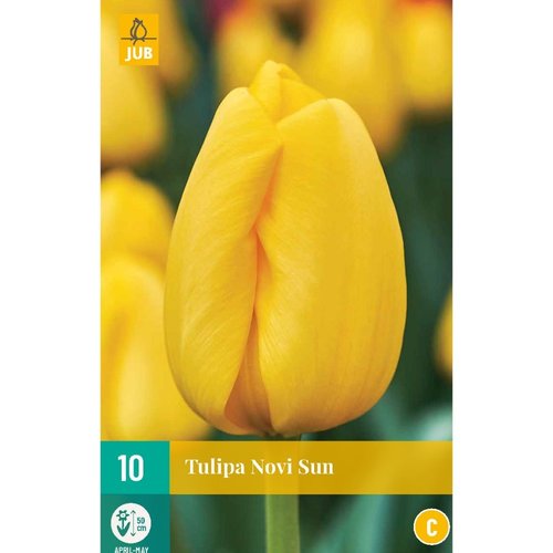 JUB Holland Tulipa Novi Sun