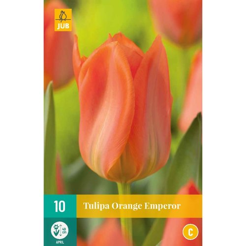 JUB Holland Tulipa Orange Emperor