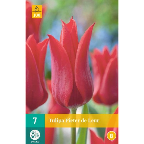 JUB Holland Tulipa Pieter de Leur