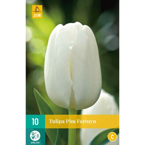 JUB Holland Tulipa Pim Fortuyn