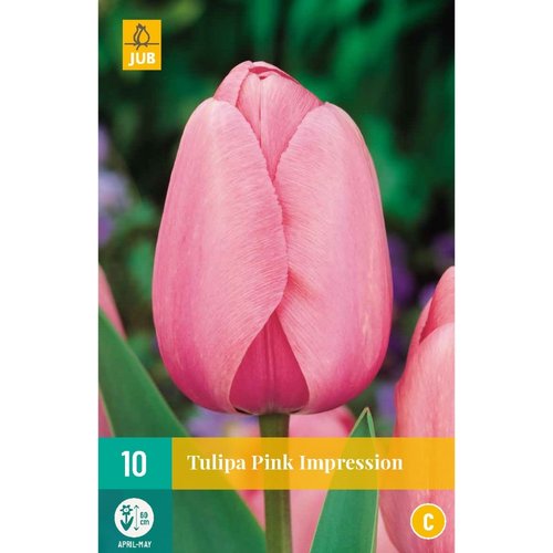 JUB Holland Tulipa Pink Impression