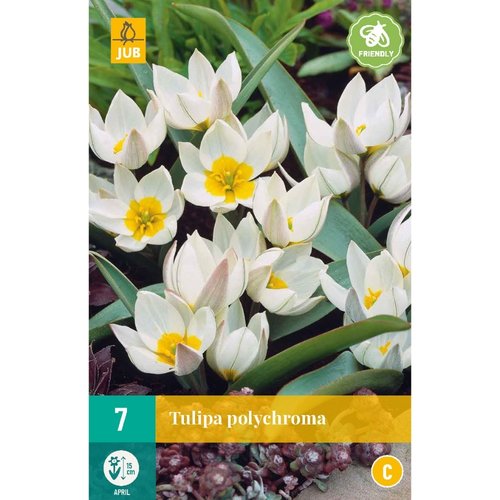 JUB Holland Tulipa polychroma