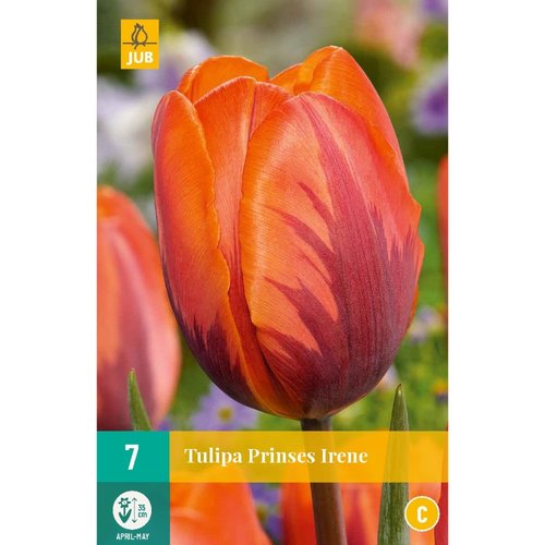 JUB Holland Tulipa Prinses Irene