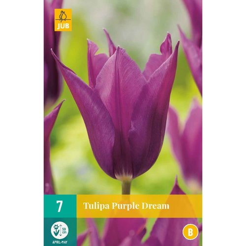 JUB Holland Tulipa Purple Dream