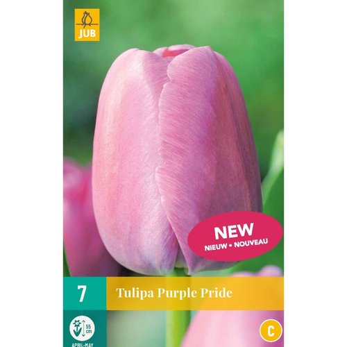 JUB Holland Tulipa Purple Pride