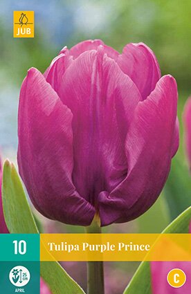 JUB Holland Tulipa Purple Prince