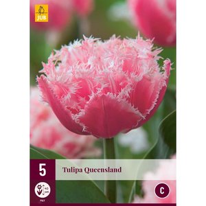 JUB Holland Tulipa Queensland
