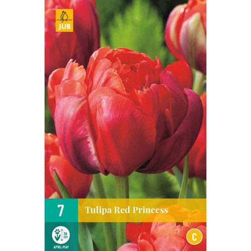 JUB Holland Tulipa Red Princess