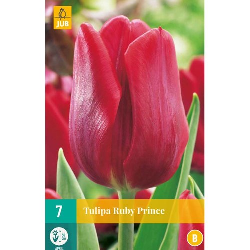 JUB Holland Tulipa Ruby Prince