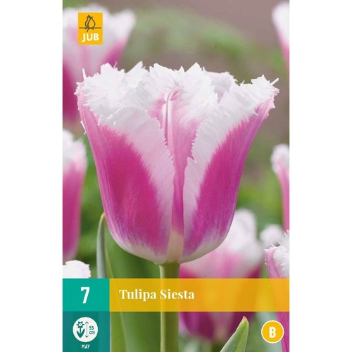 JUB Holland Tulipa Siesta