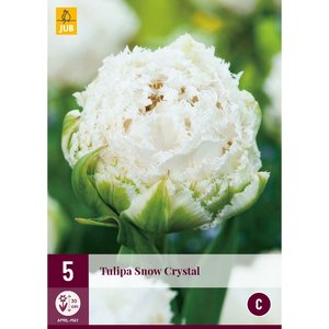 JUB Holland Tulipa Snow Crystal