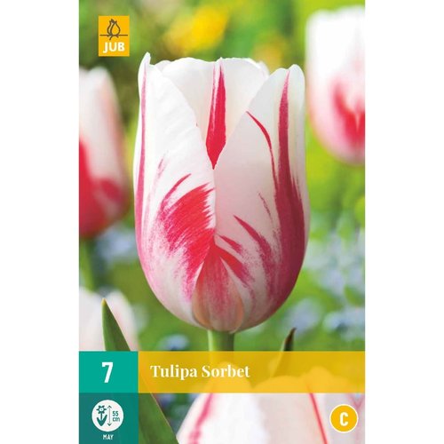 JUB Holland Tulipa Sorbet