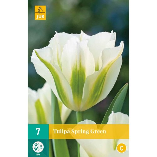 JUB Holland Tulipa Spring Green