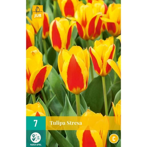 JUB Holland Tulipa Stresa