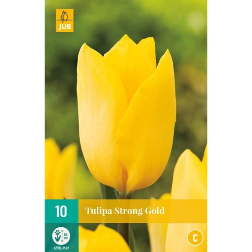 JUB Holland Tulipa Strong Gold