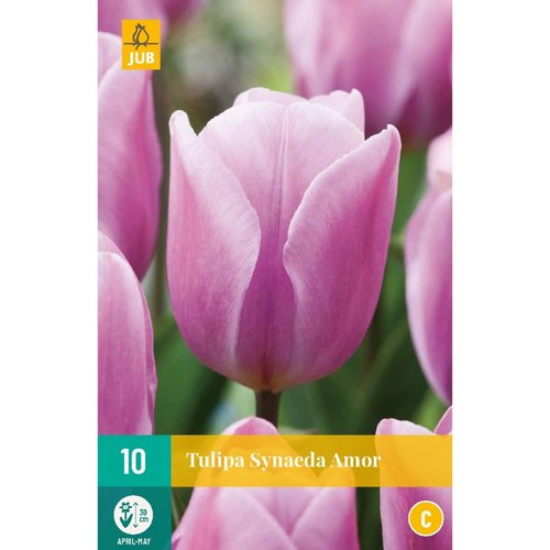 JUB Holland Tulipa Synaeda Amor