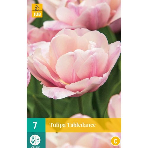 JUB Holland Tulipa Tabledance