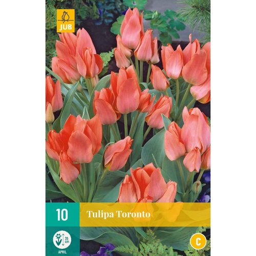 JUB Holland Tulipa Toronto