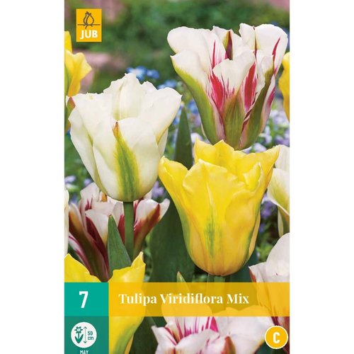 JUB Holland Tulipa viridiflora Mix