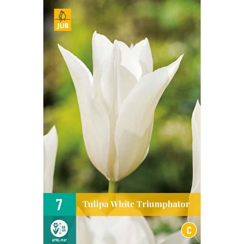 JUB Holland Tulipa White Triumphator