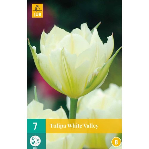 JUB Holland Tulipa White Valley