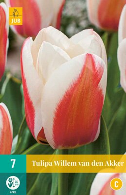 JUB Holland Tulipa Willem van den Akker