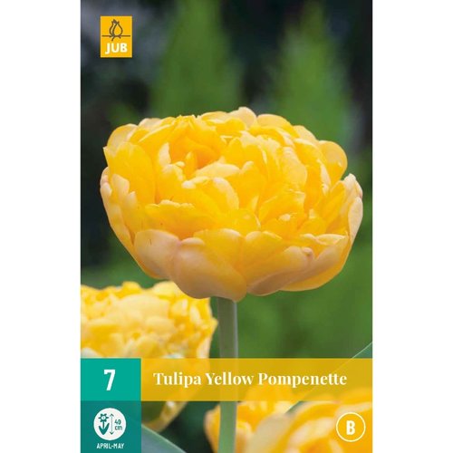 JUB Holland Tulipa Yellow Pompenette