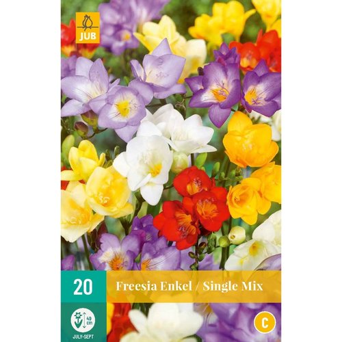 JUB Holland Freesia Enkel Mix